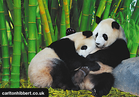 Image manipulation using three different images Panda artwork