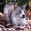 Furry friend